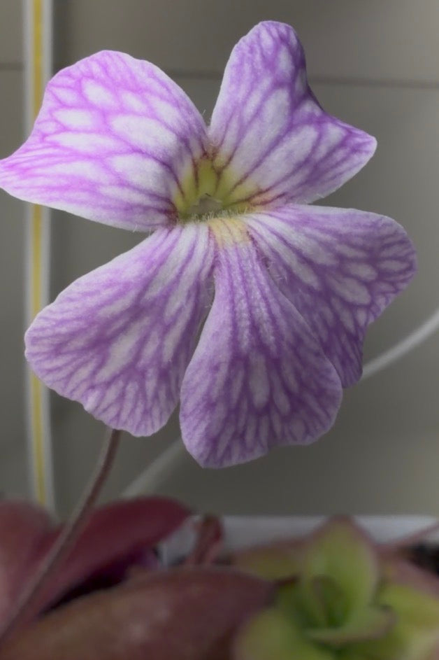 P. x 'Lavender Lacewing'