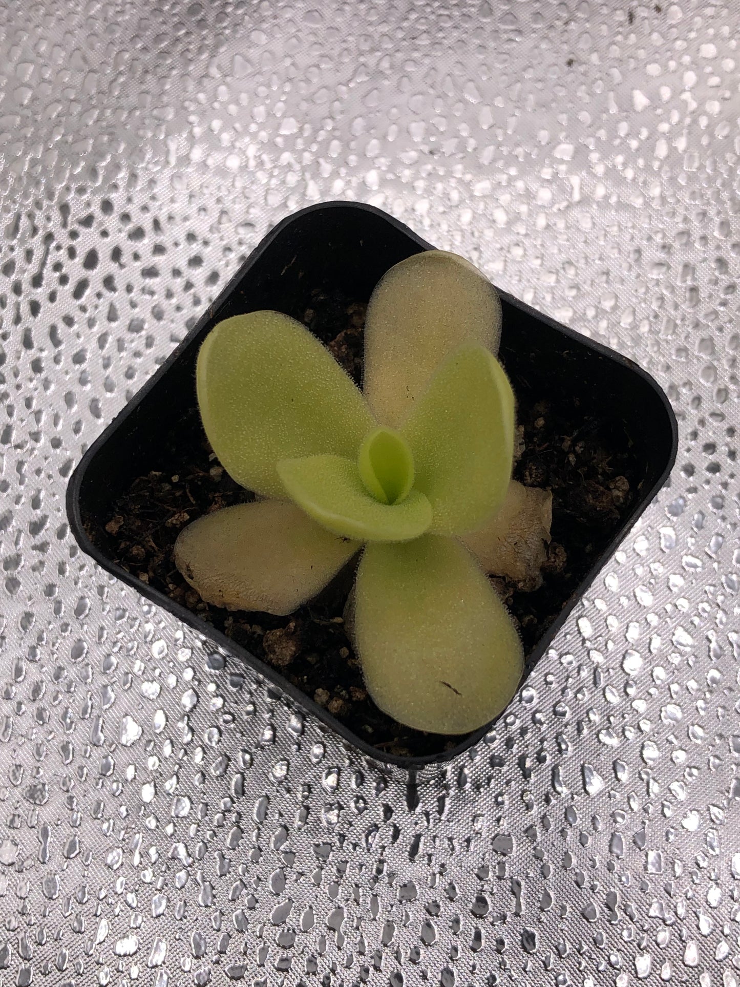 P. Gigantea