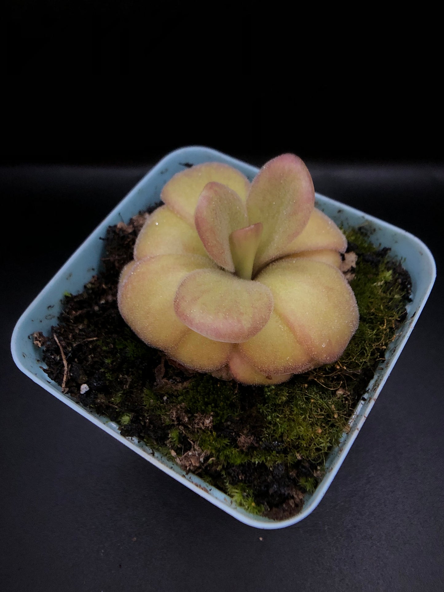 P. Agnata 'El Lobo' x Huahuapan