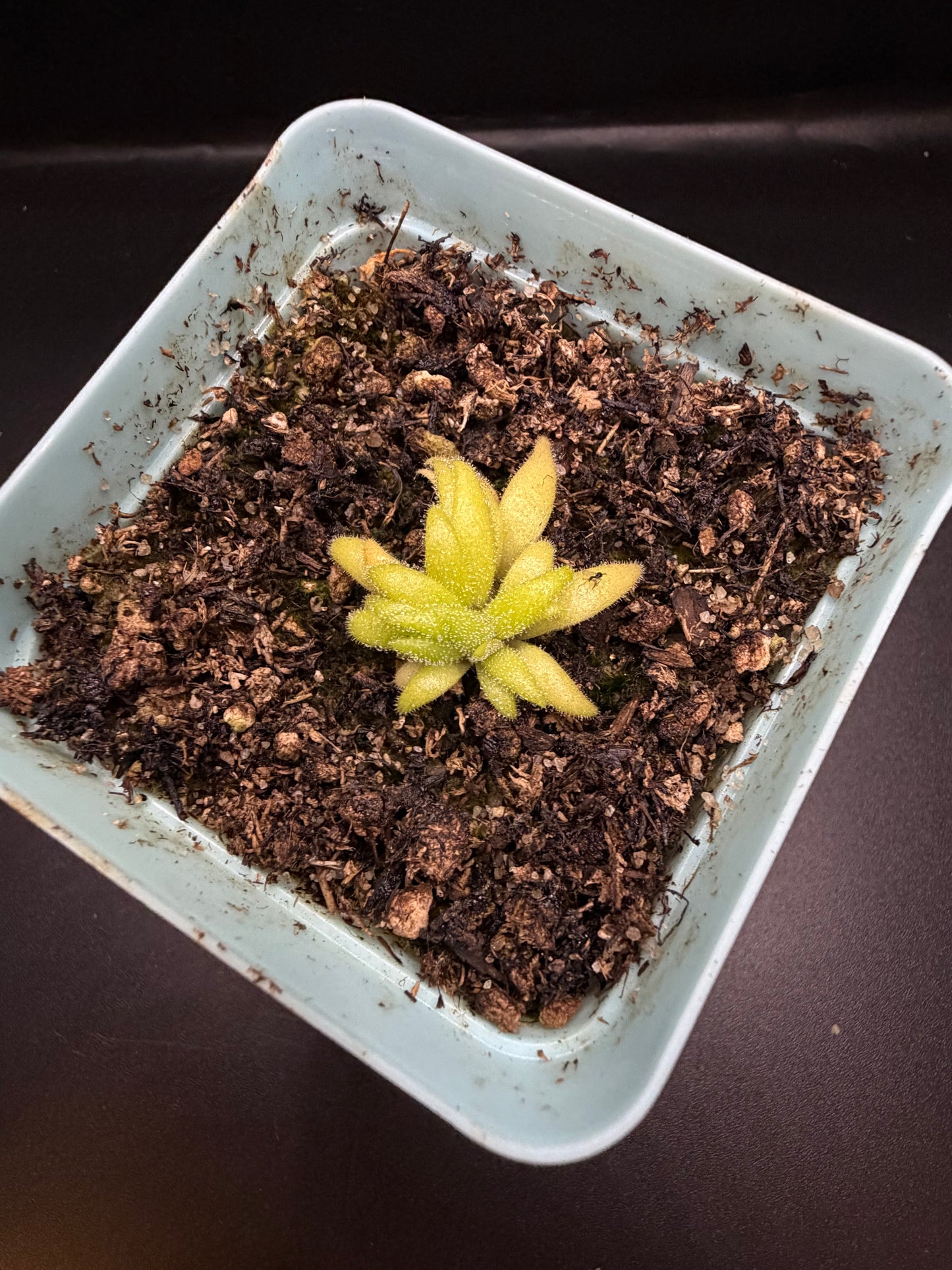 P. Gigantea x Medusina