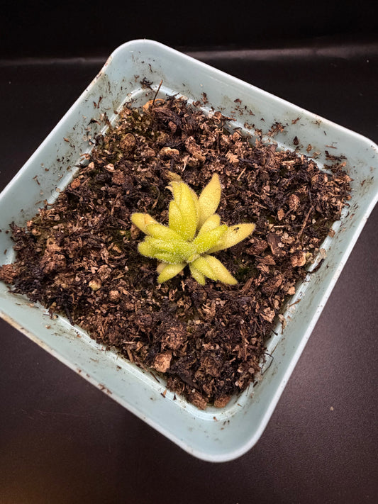 P. Gigantea x Medusina