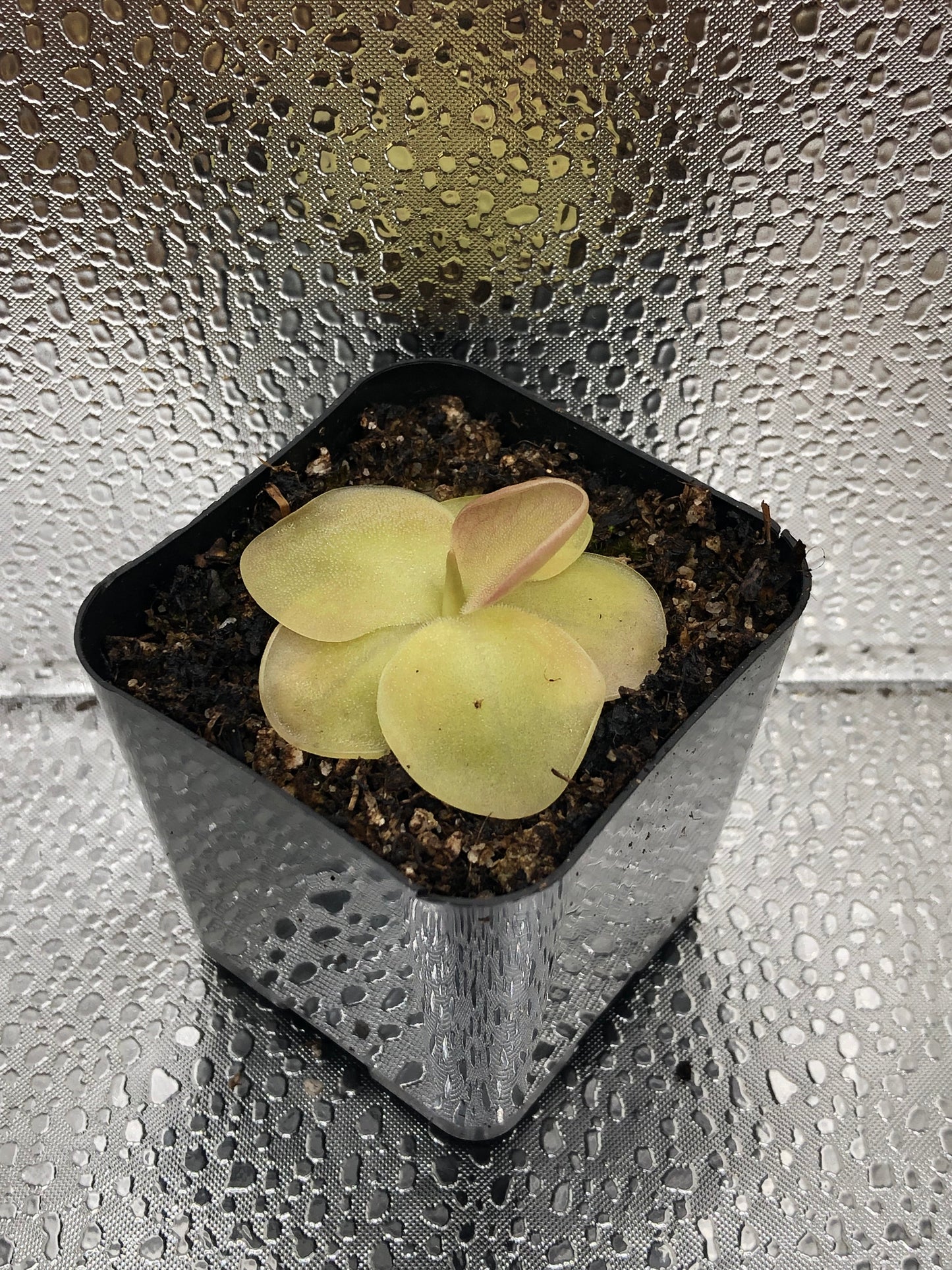 P. Moranensis