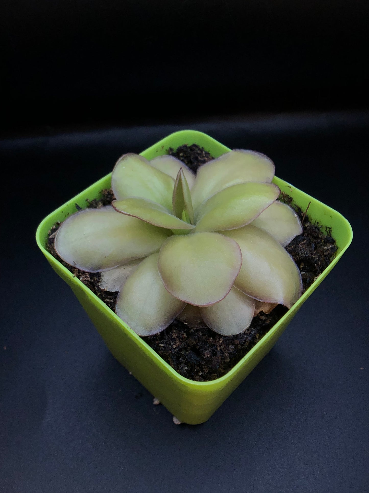 P. Gigantea x Laueana 'red'