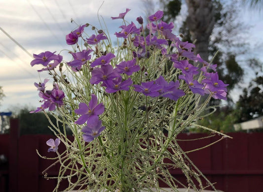 B. Filifolia ‘Giant’ Pago Region seeds