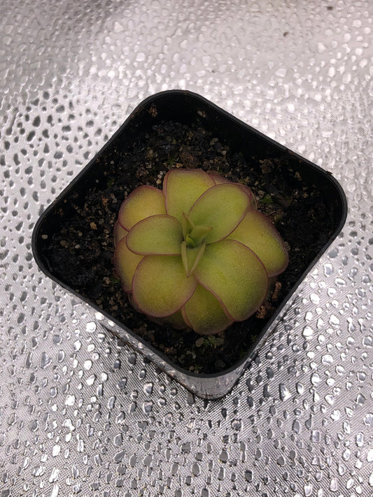 P. Laueana x Emarginata