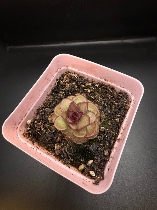 P. 'Hanka'