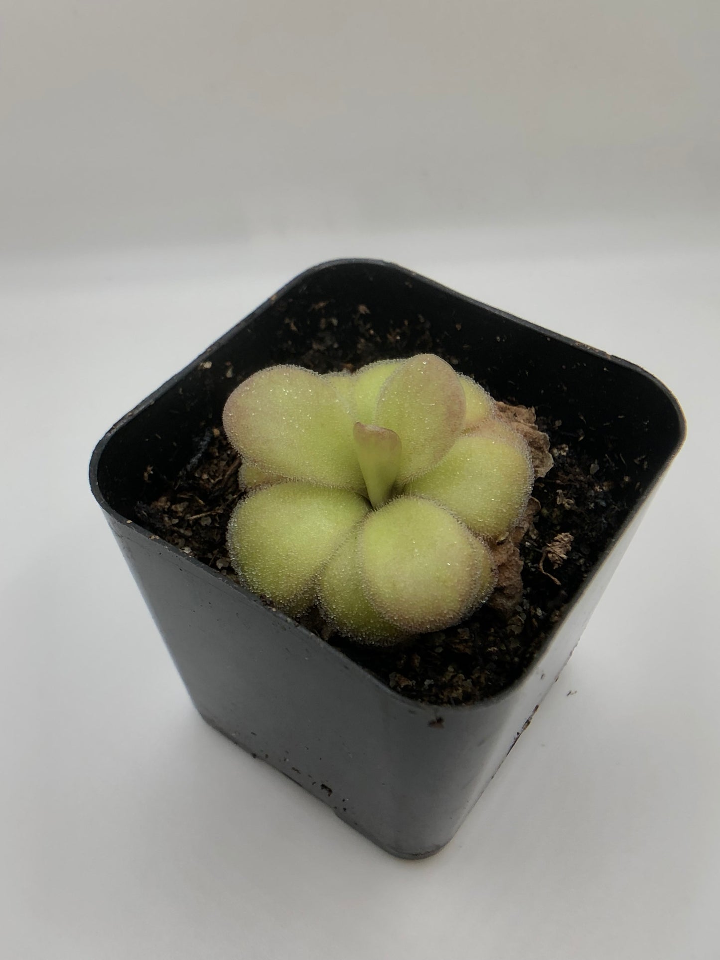P. Agnata ‘El Lobo’ x Huahuapan