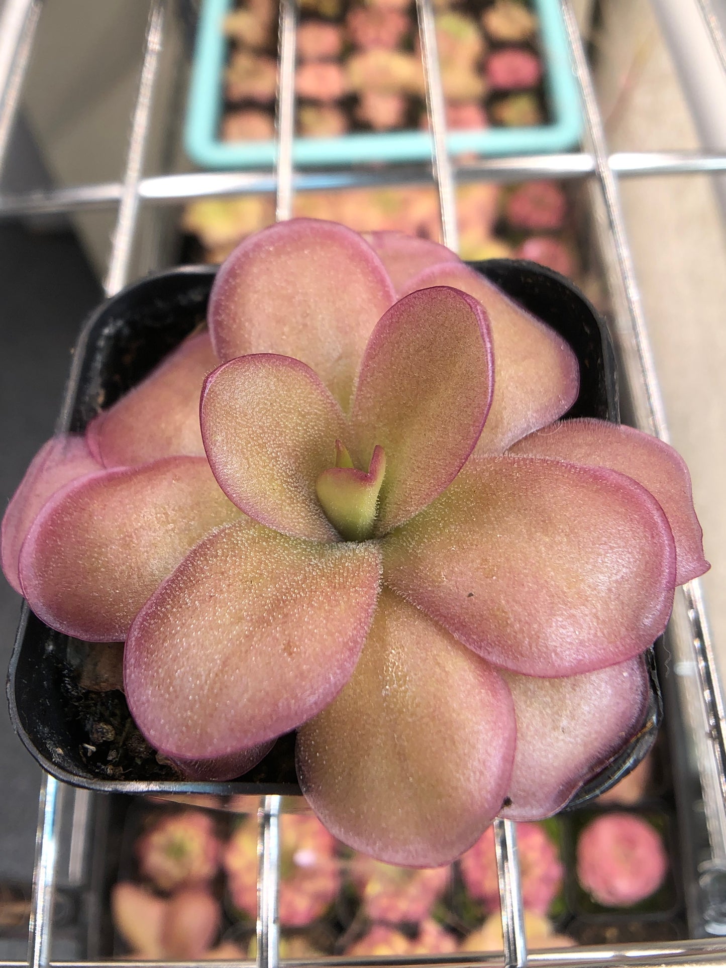 P. Gigantea x Laueana ‘red’