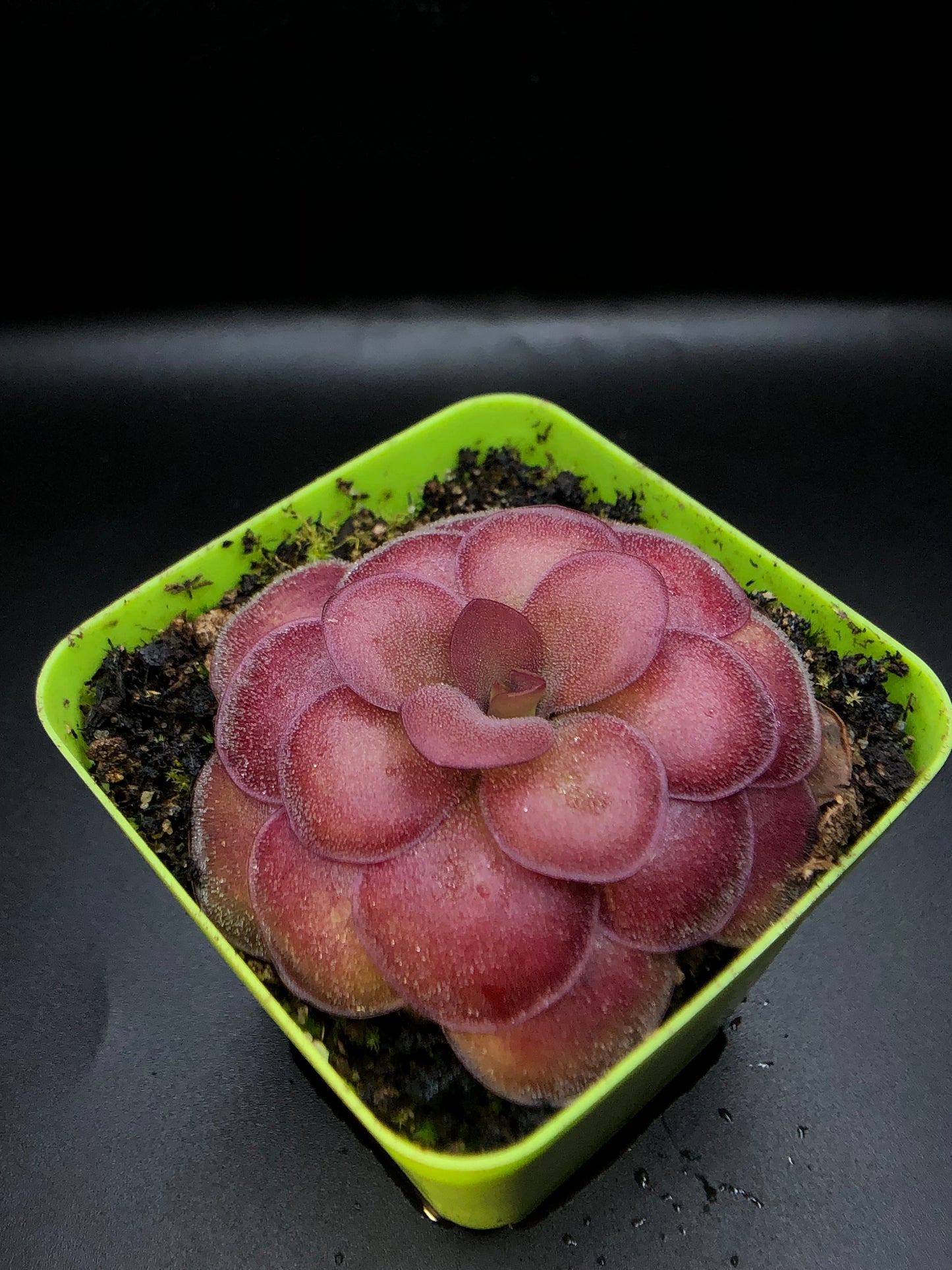 P. 'Weser' x Agnata 'El Lobo'
