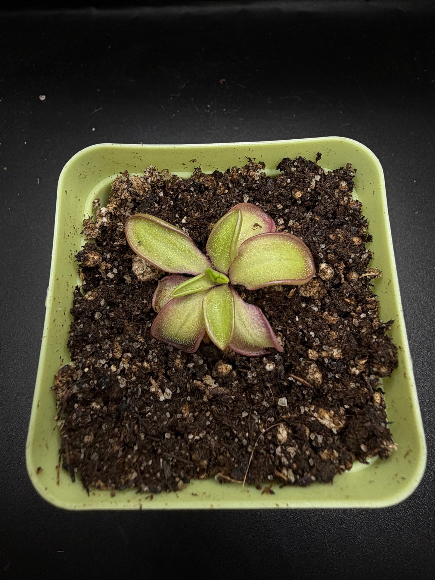 P. Moranensis var. alba x Emarginata