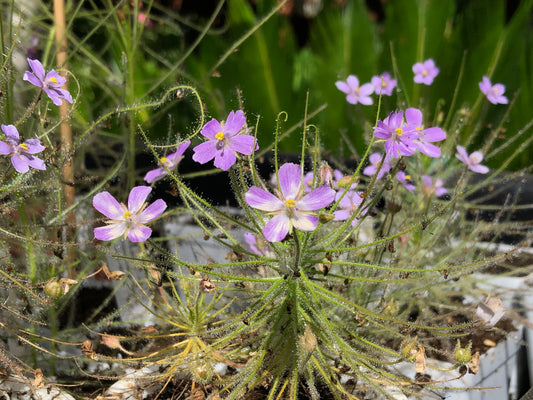 B. Liniflora ‘Phillip’s Range’ seeds