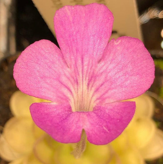 P. Hemiepiphytica x Cyclosecta