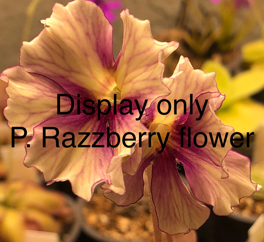 P. Razzberry Blonde