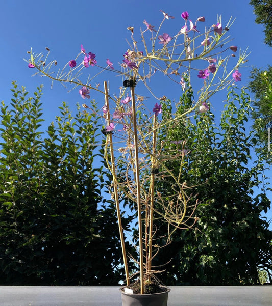 B. Guehoi “Kimberley, WA” (typical) seeds