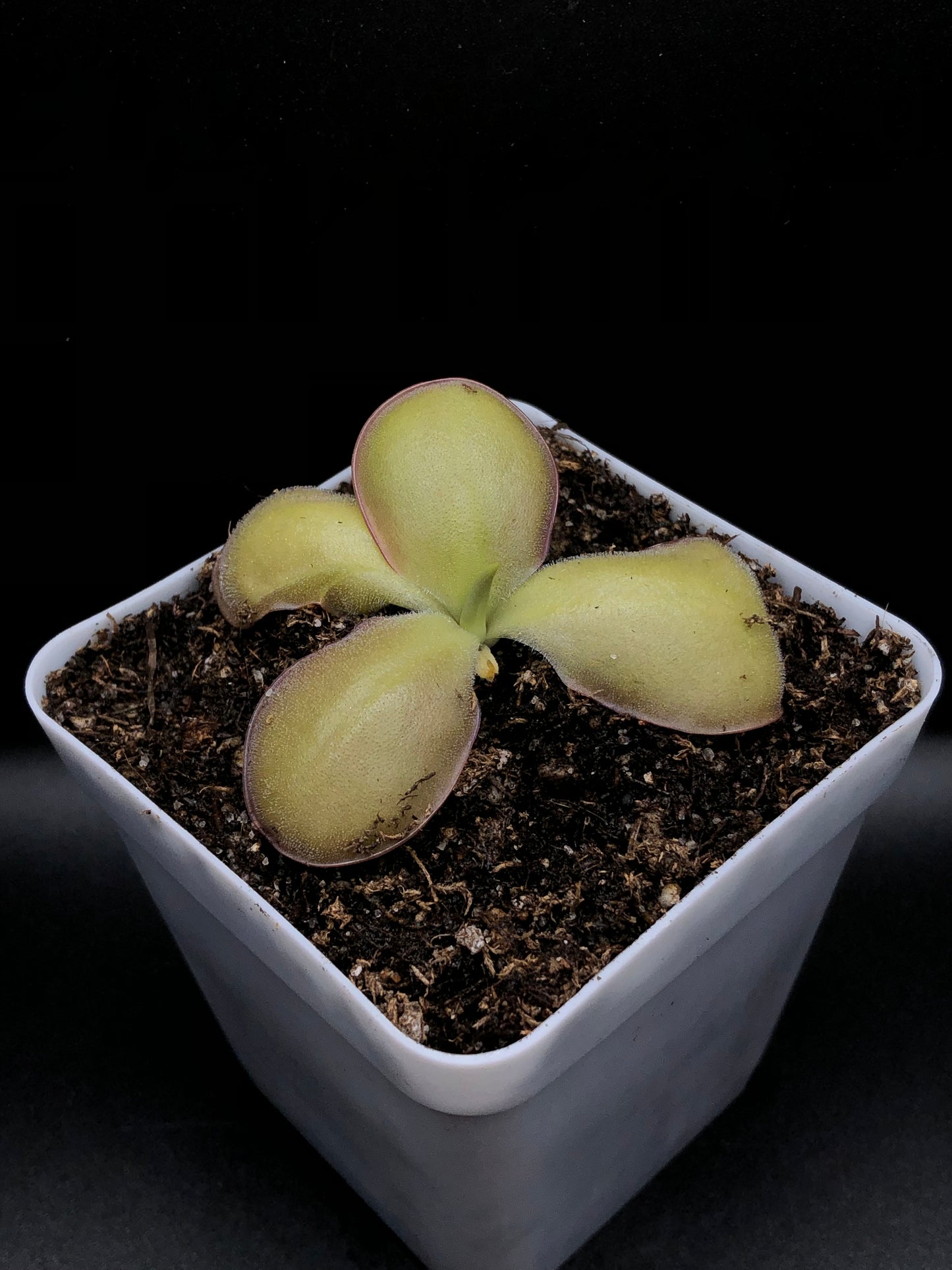 P. x 'Ali Rose'