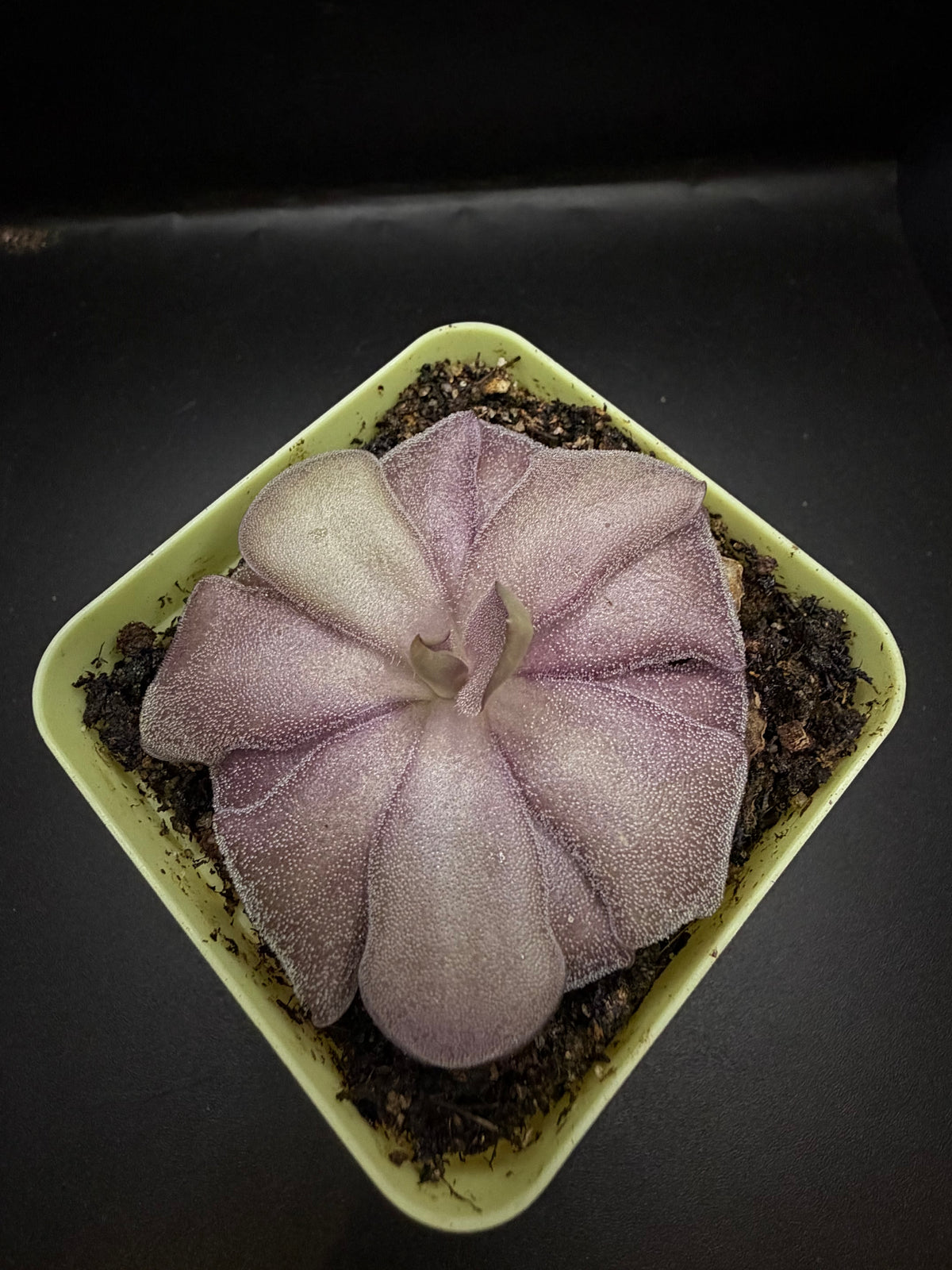 P. Agnata x Cyclosecta