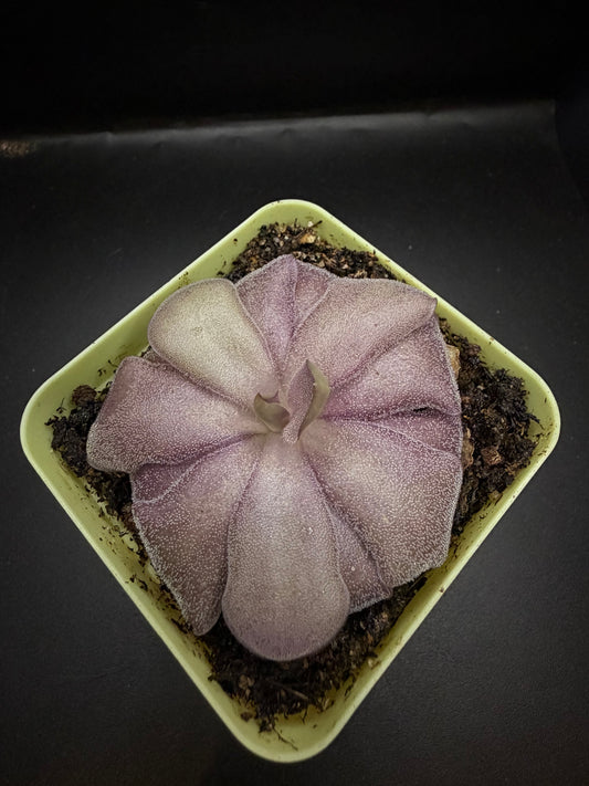 P. Agnata x Cyclosecta