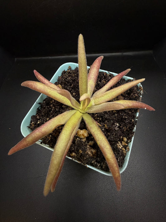 P. 'Aphrodite'