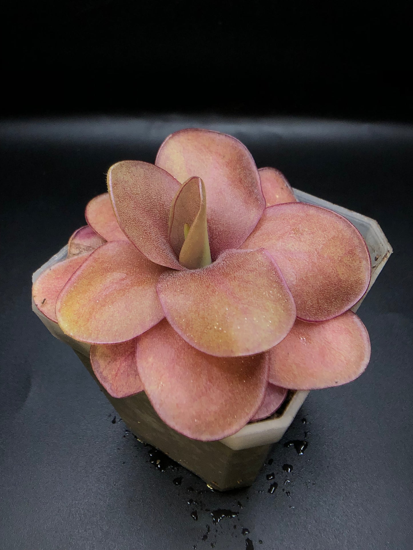P. 'Razzberry Blonde'