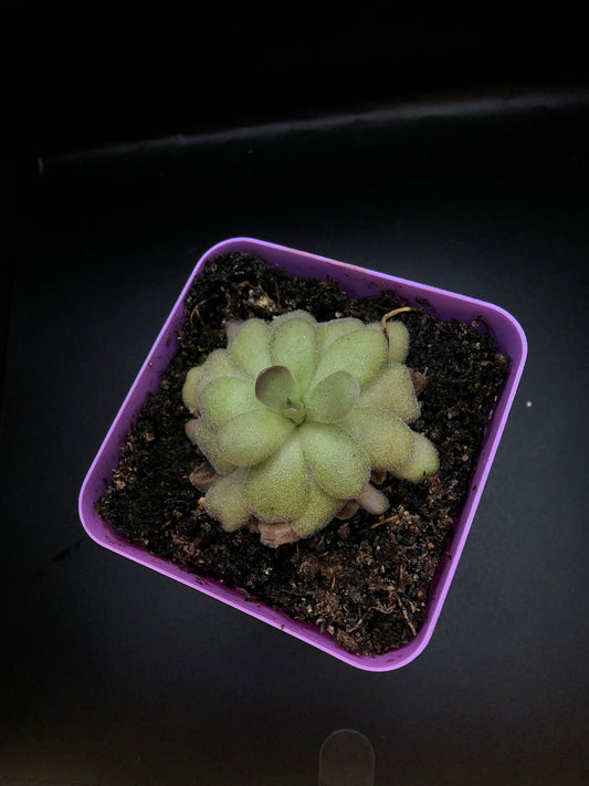 P. Agnata 'True Blue' x Hemiepiphytica