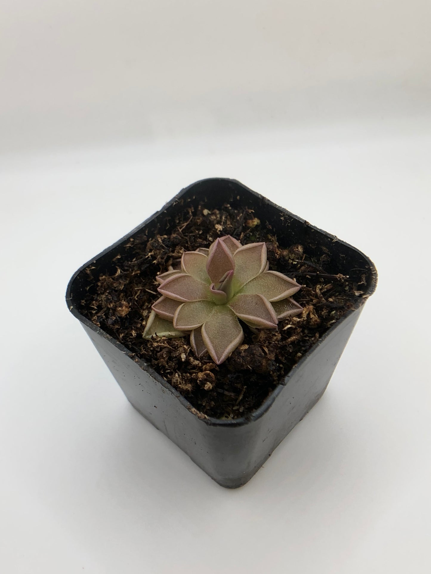 P. Estrellita