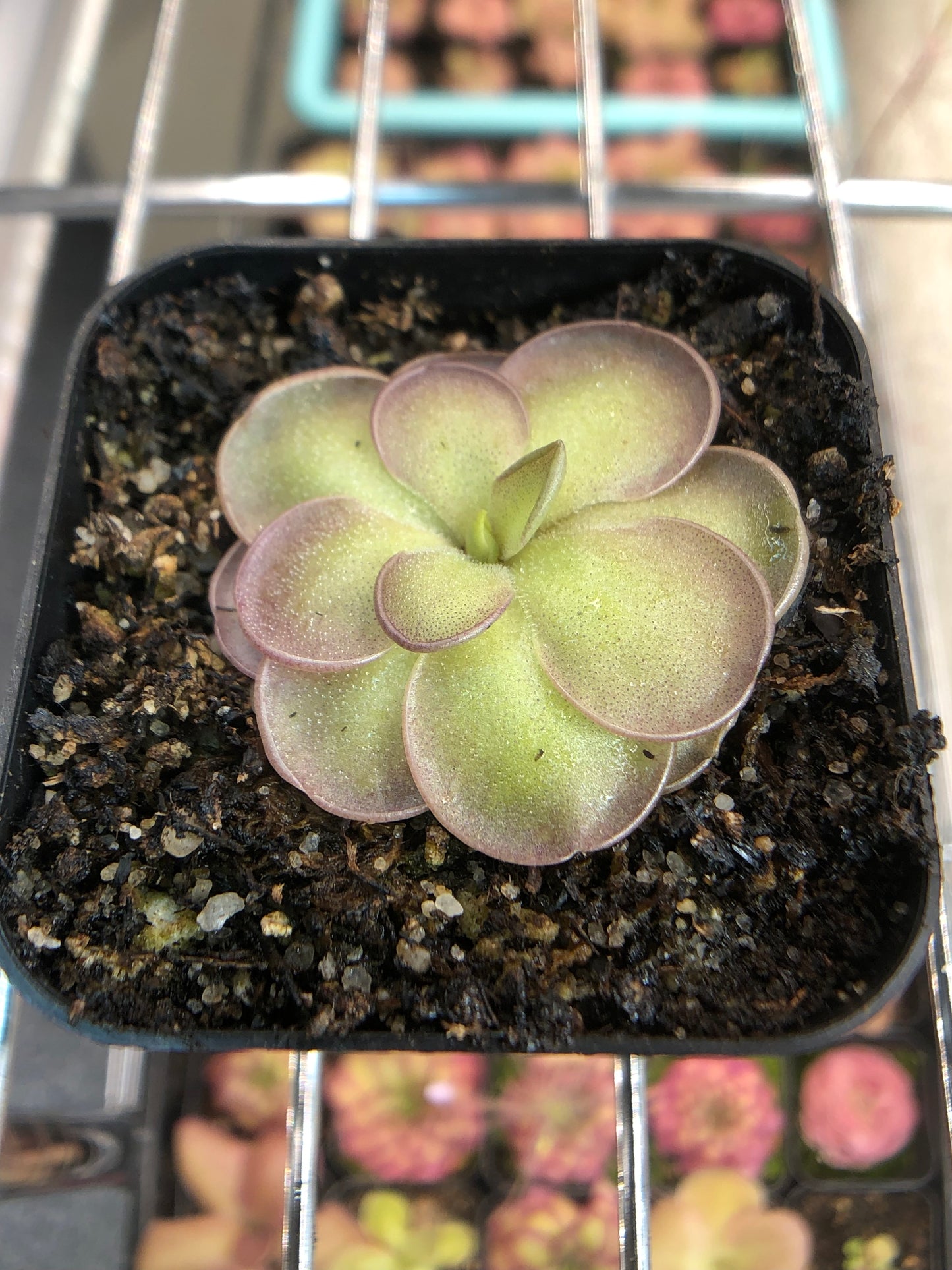 P. Hemiepiphytica x Cyclosecta