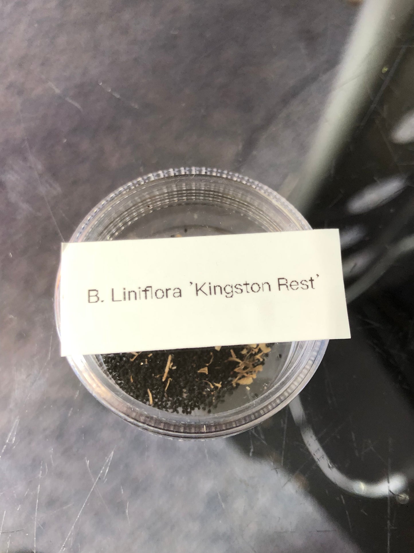 B. Liniflora 'Kingston Rest'