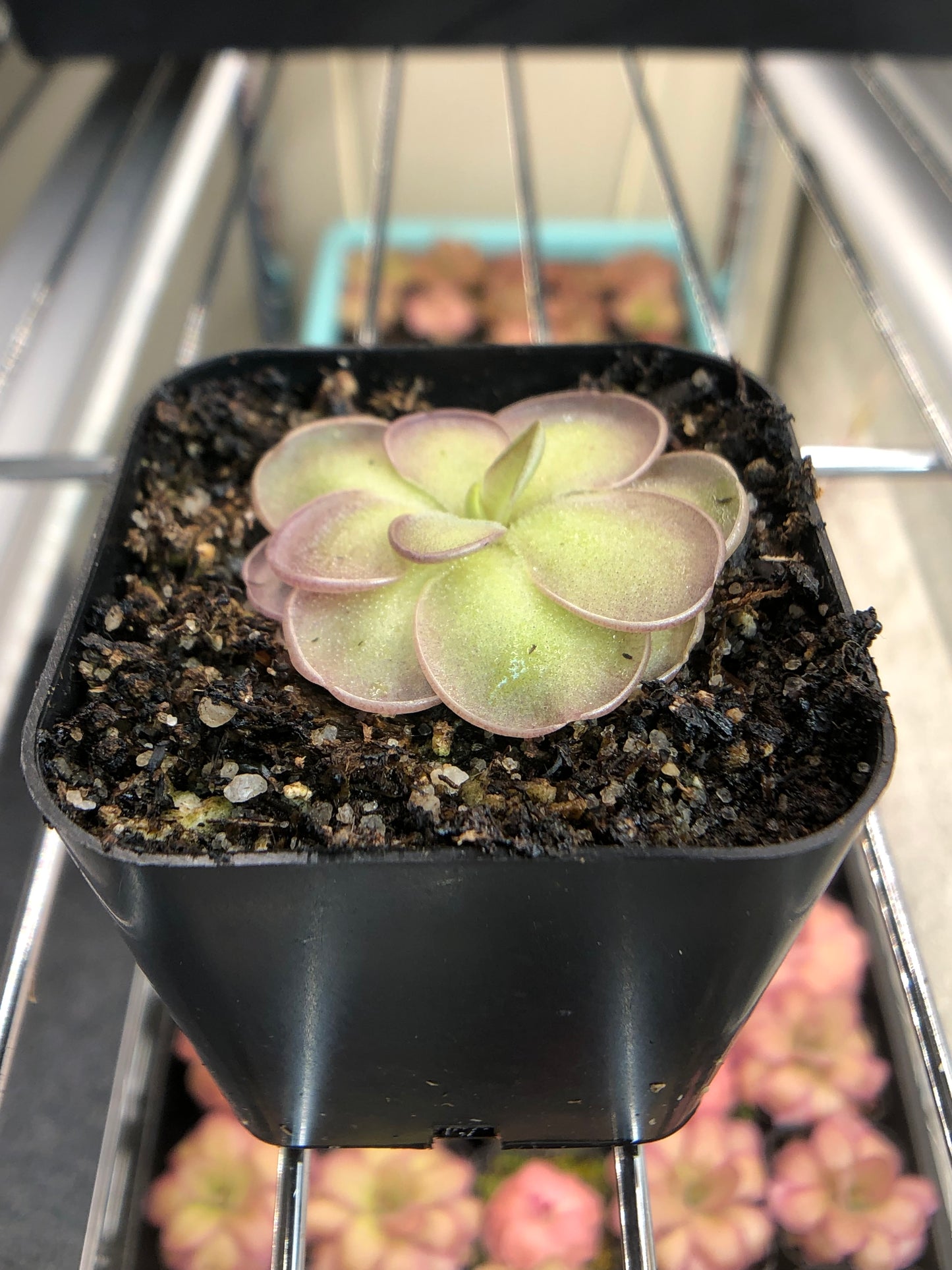 P. Hemiepiphytica x Cyclosecta