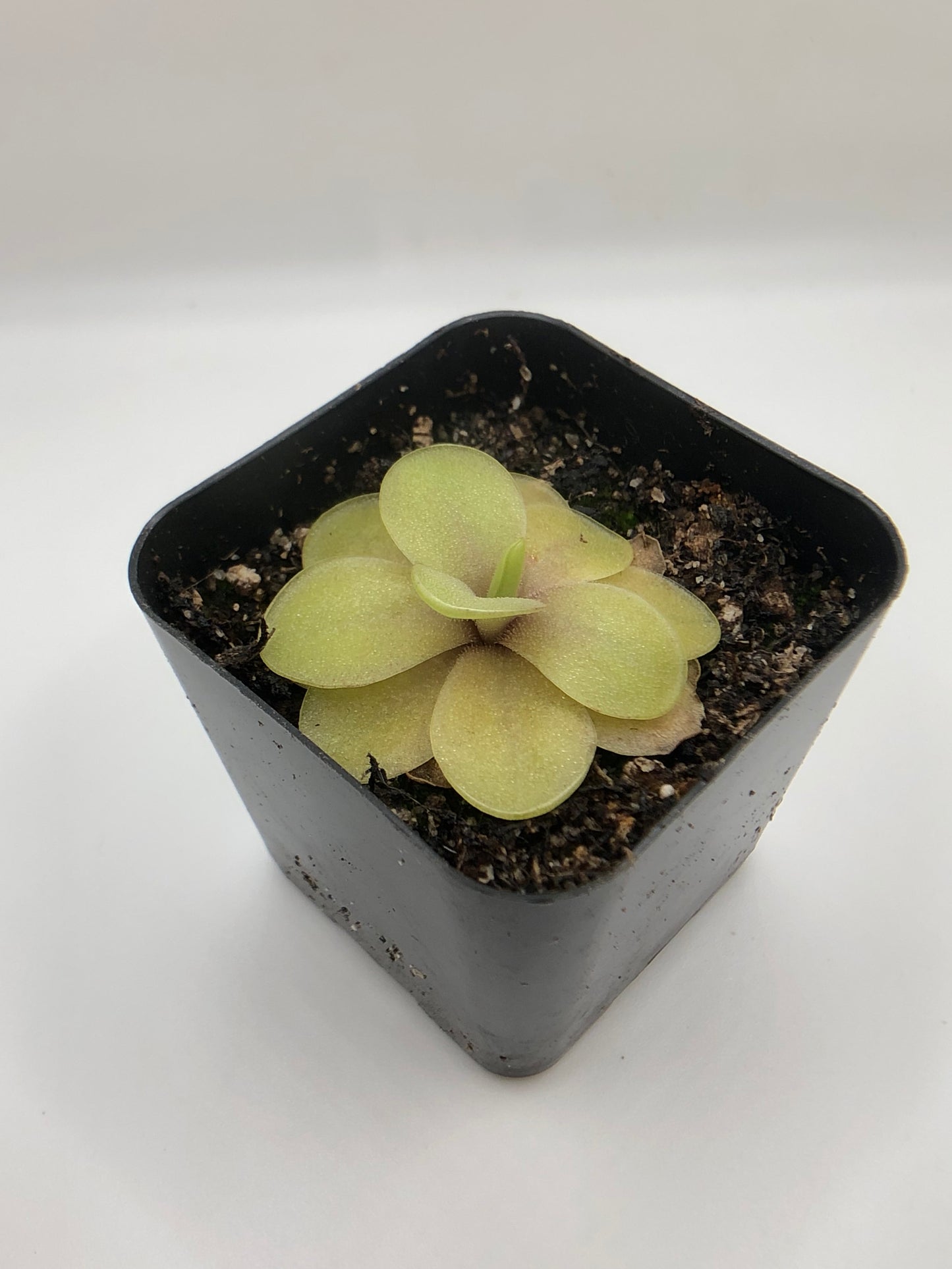 P. Razzberry Blonde
