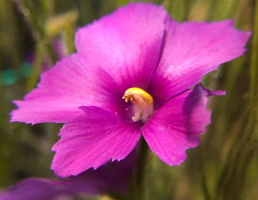 B. Gigantea (Bibbulmun Track)