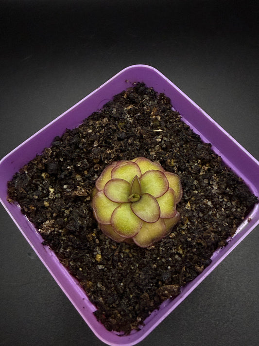 P. Laueana x Emarginata