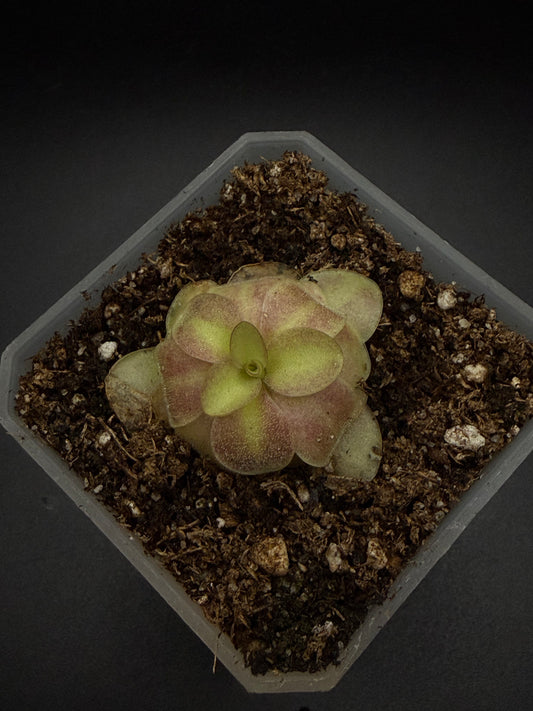 P. Agnata 'El Lobo' x 'Huahuapan' (red clone)