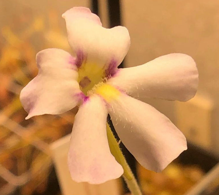 P. Agnata ‘El Lobo’ x Huahuapan