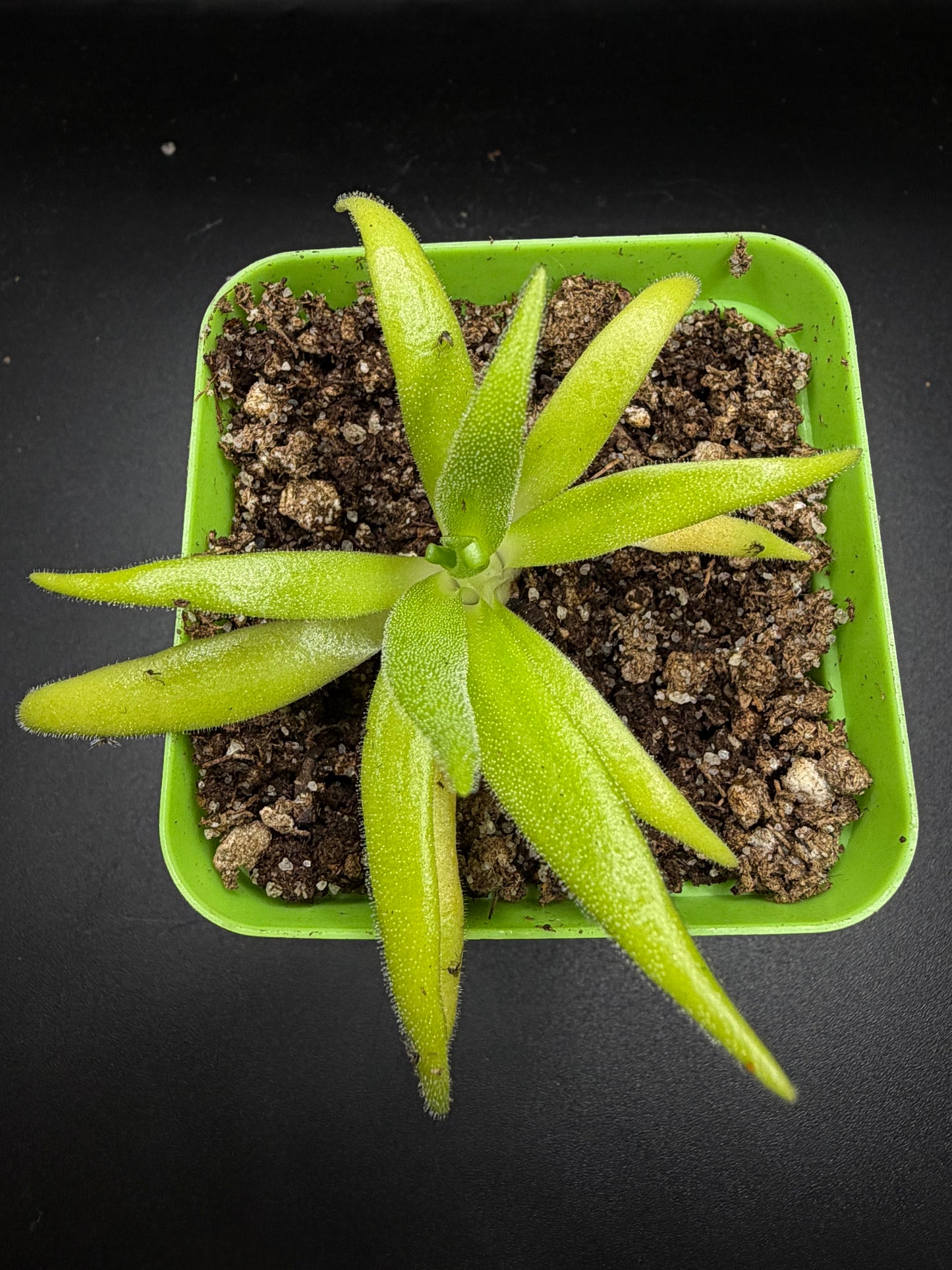 P. (Heterophylla x Medusina) x Gigantea 'white flower'
