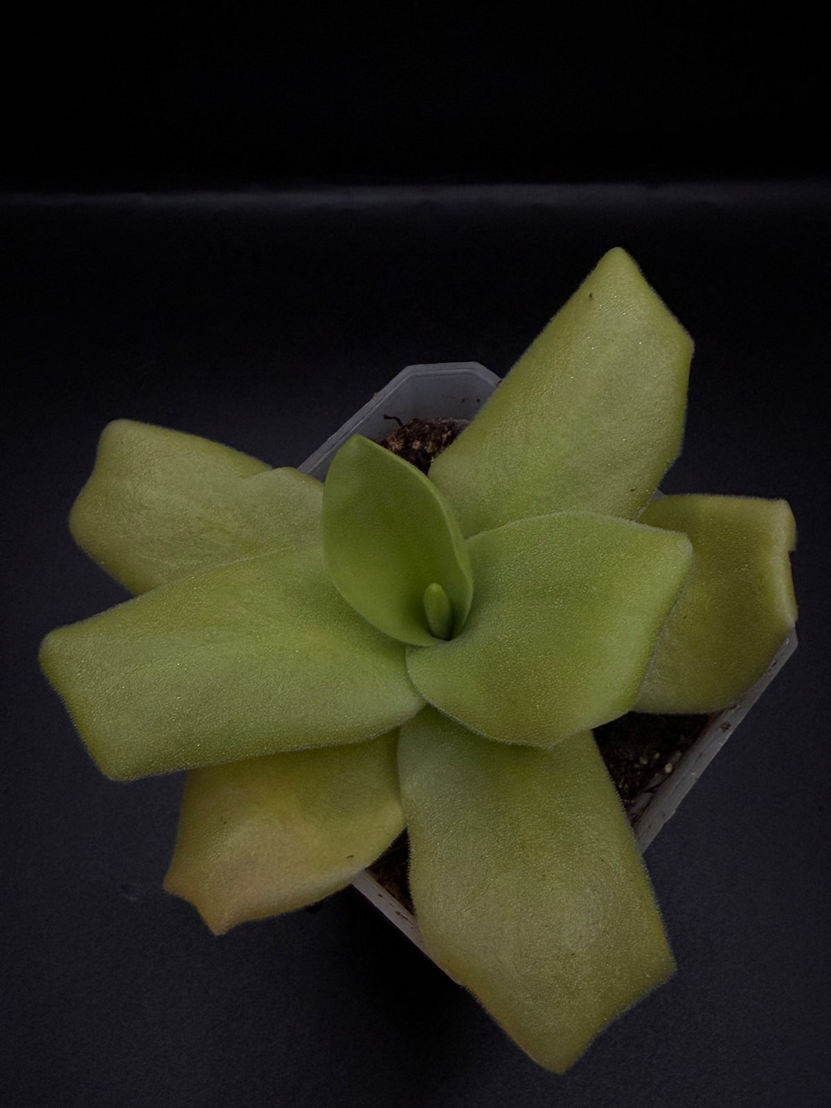 P. Gigantea 'alba' x 'Huahuapan'