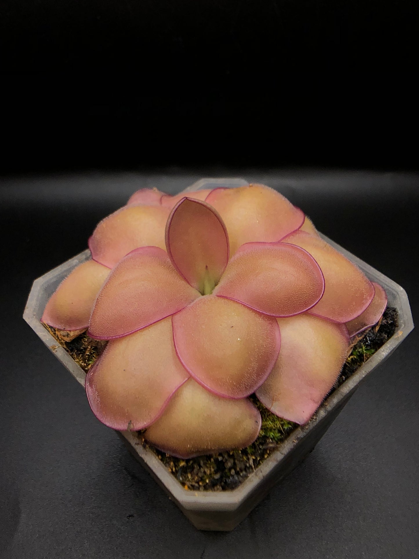 P. x 'Ali Rose'