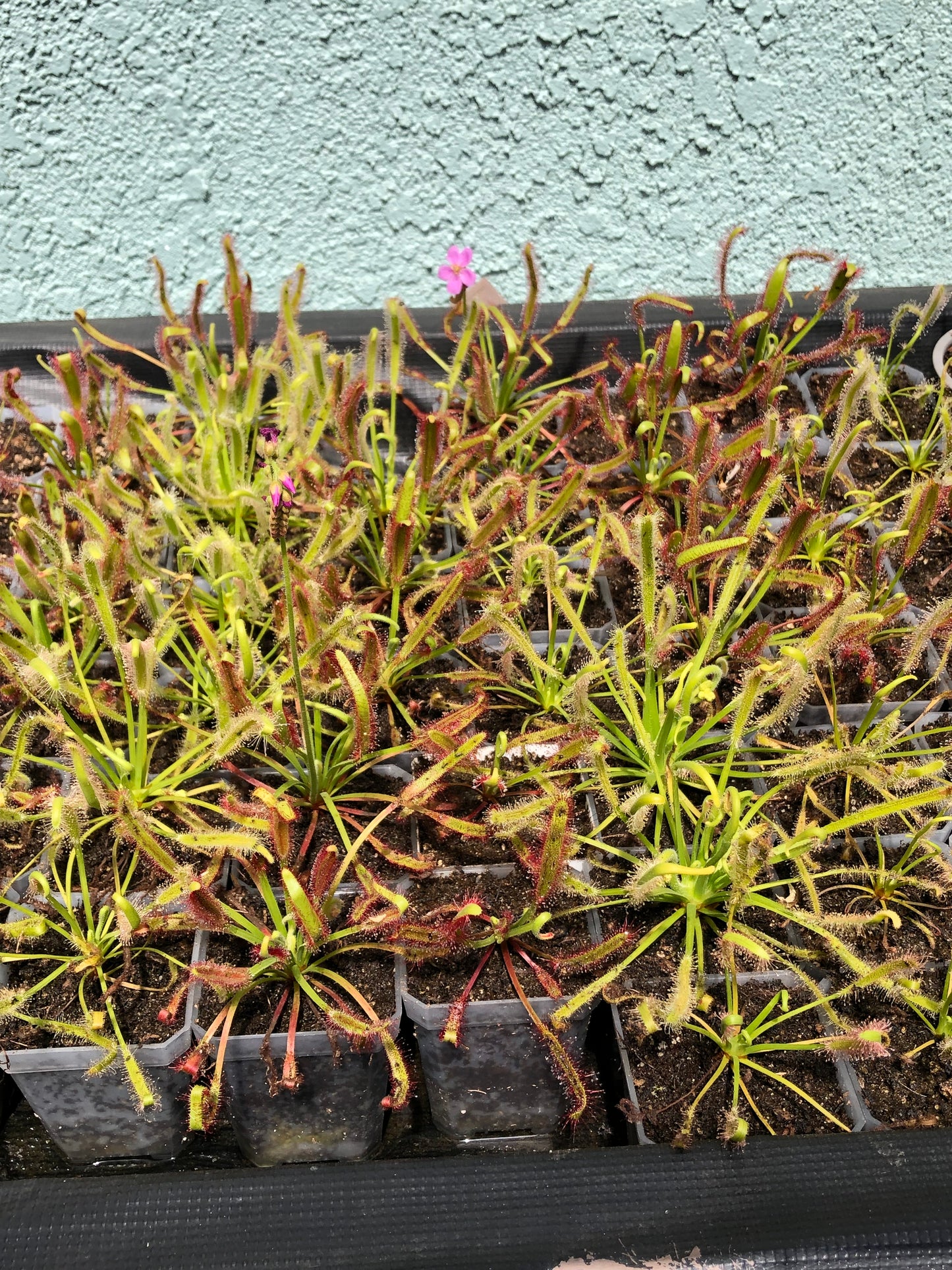 Drosera Capensis