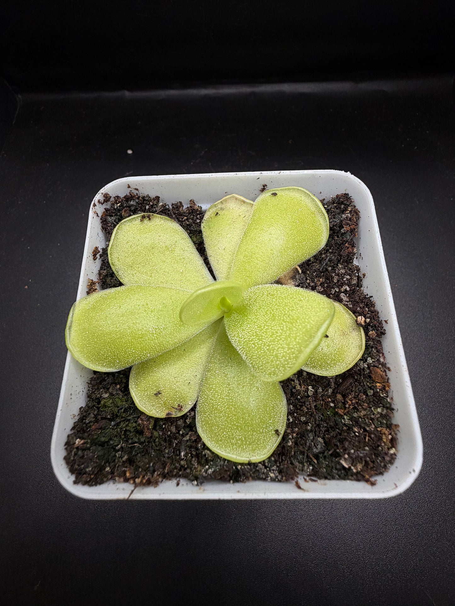 P. Alfred Lau 13