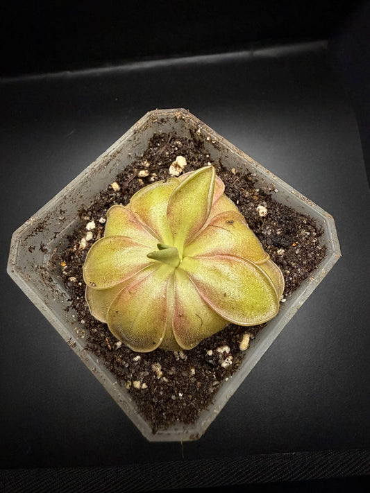 P. 'Wesley's Spectacular'