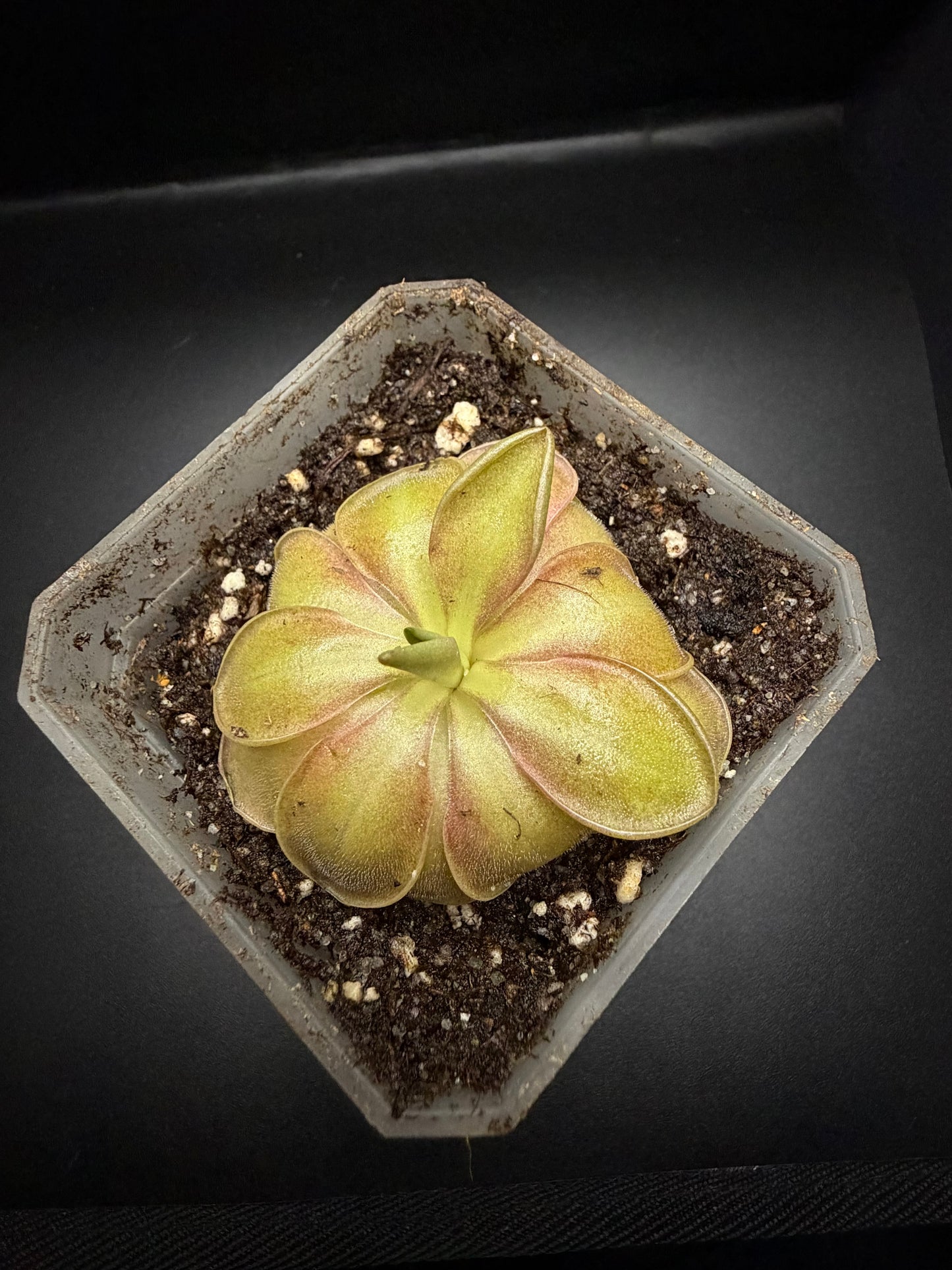 P. 'Wesley's Spectacular'