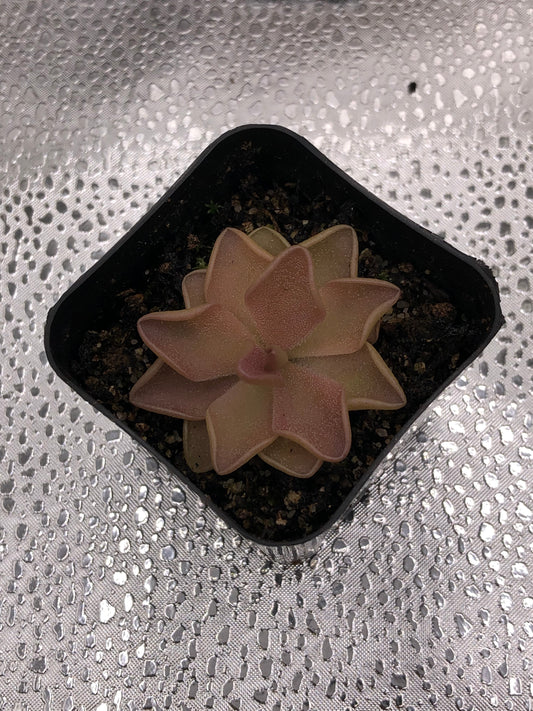 P. Pirouette