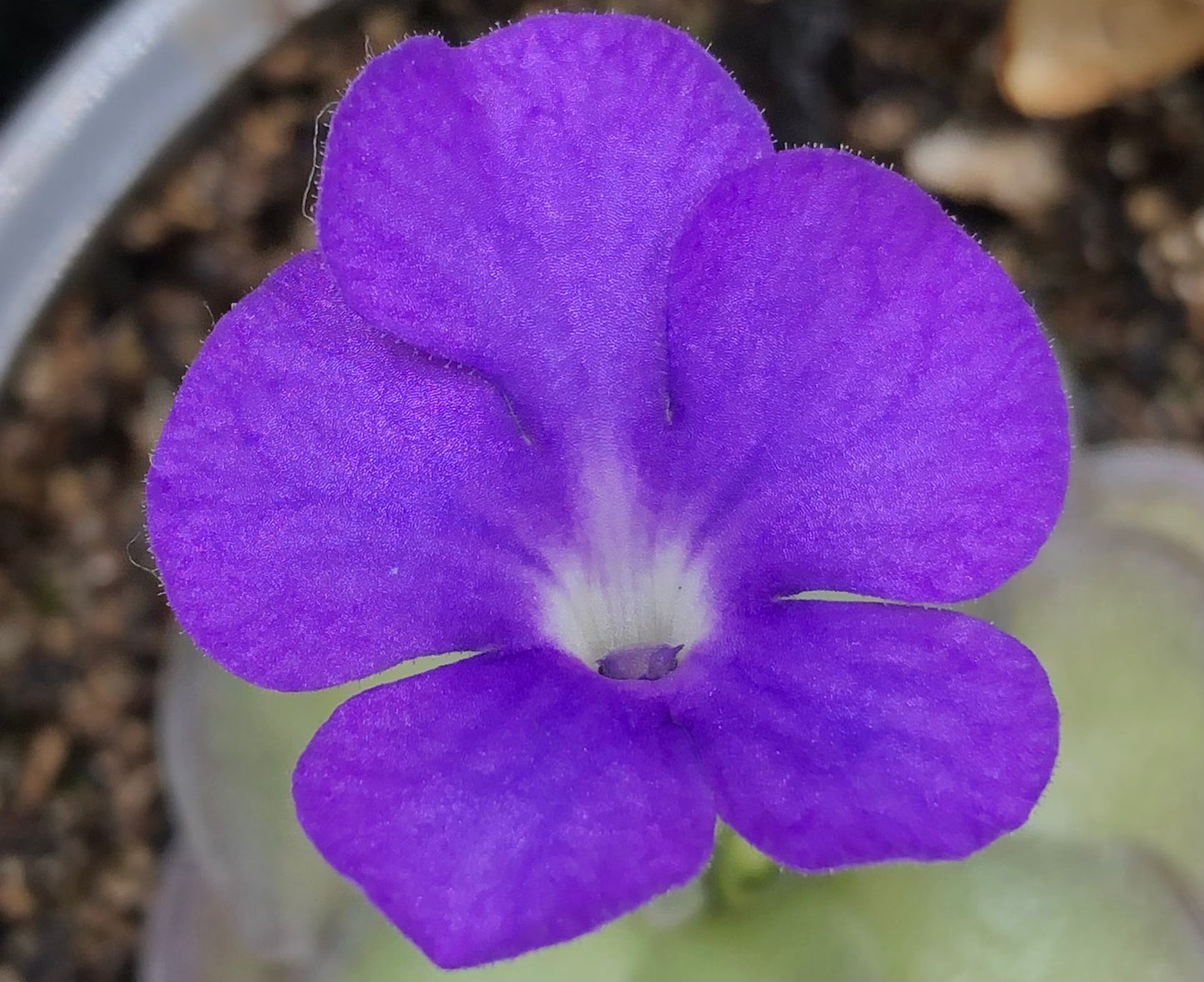 P. Cyclosecta
