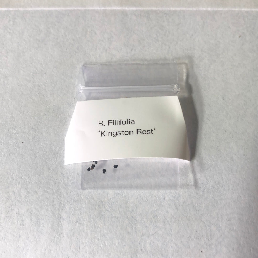 B. Filifolia ‘Kingston Rest’ seeds