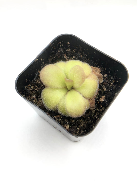 P. Agnata ‘El Lobo’ x Huahuapan