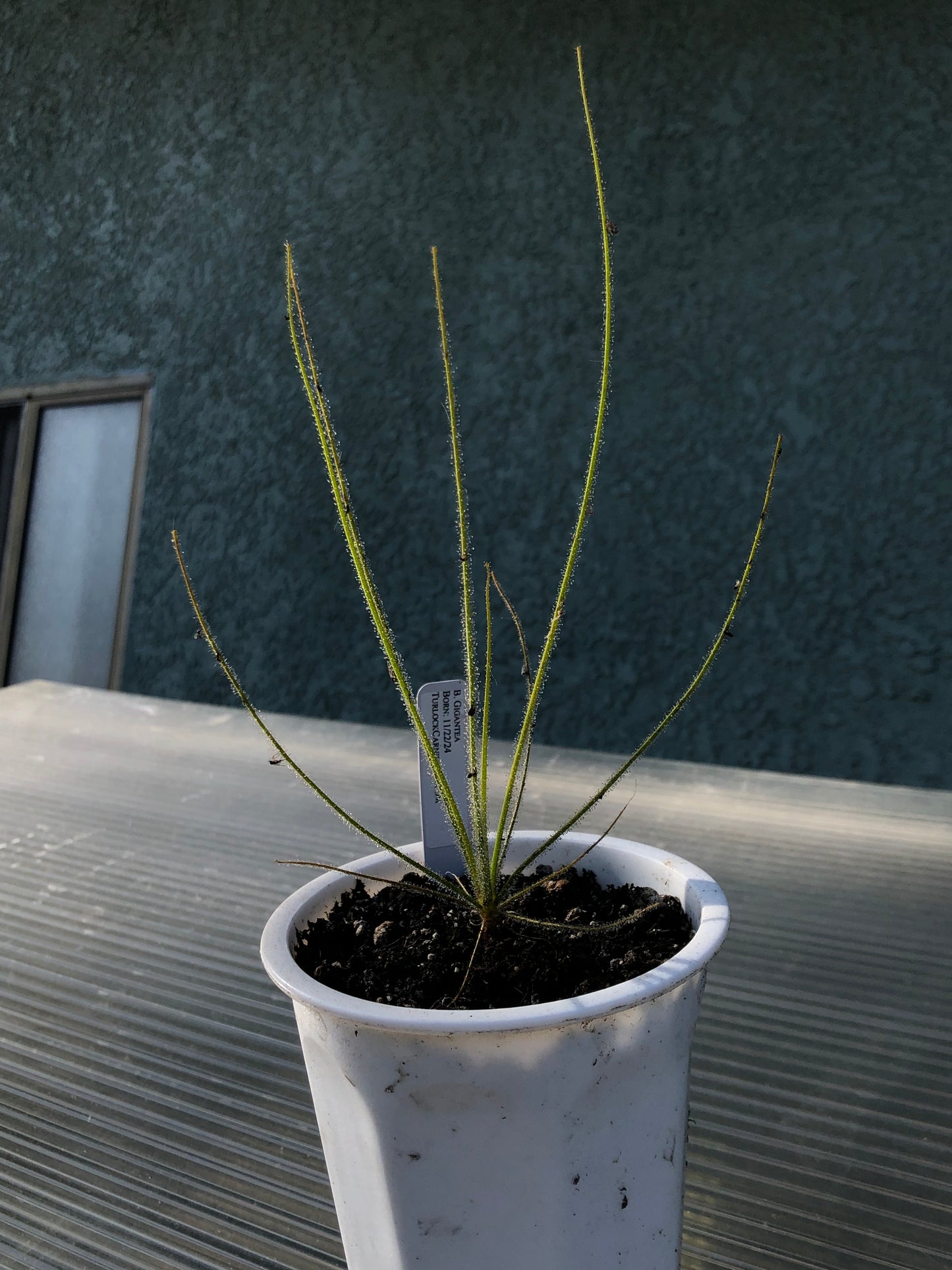 B. Gigantea