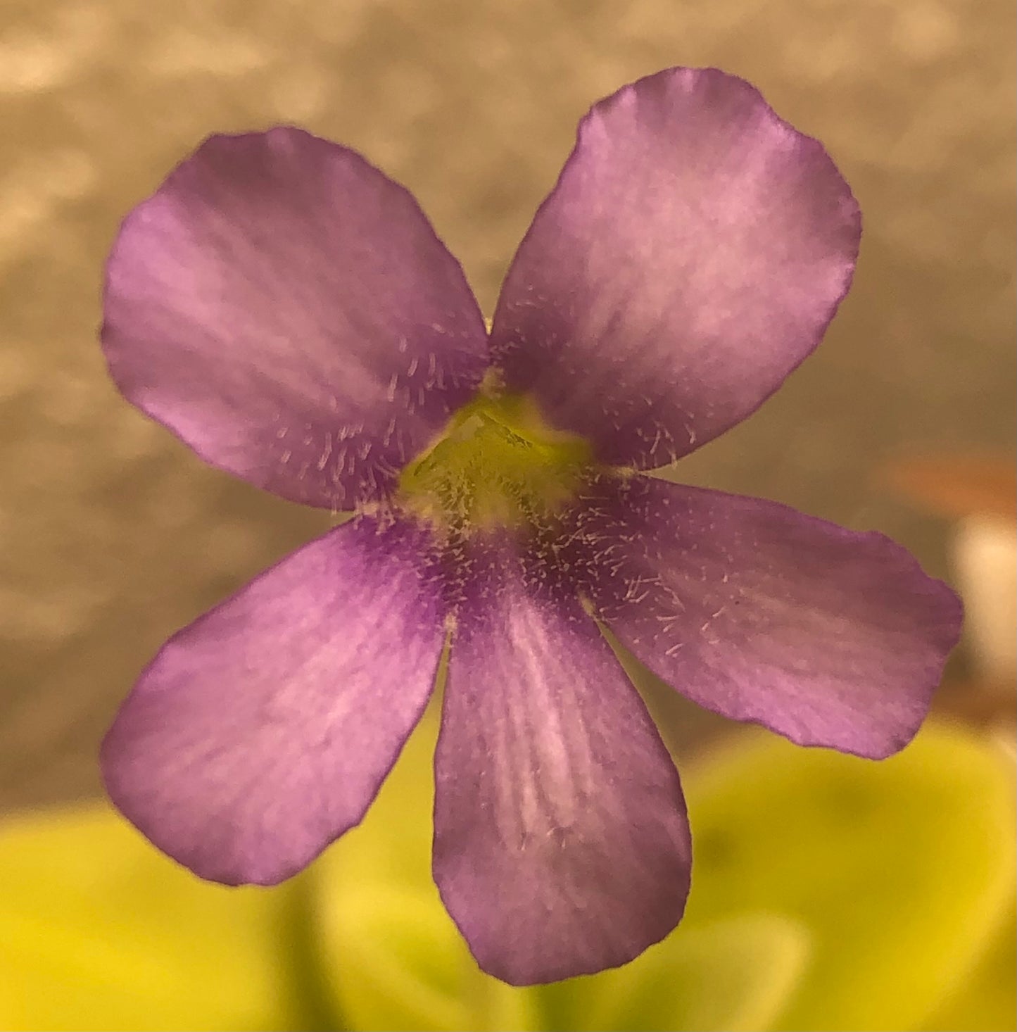 P. Gigantea