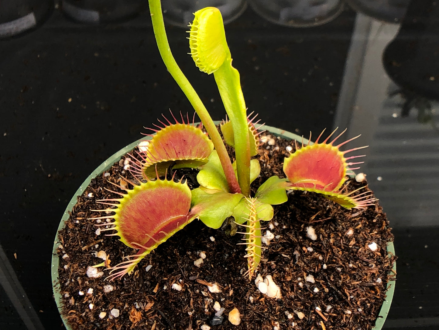 Venus Flytrap- "B-52"