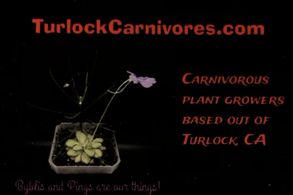 Turlock Carnivores logo