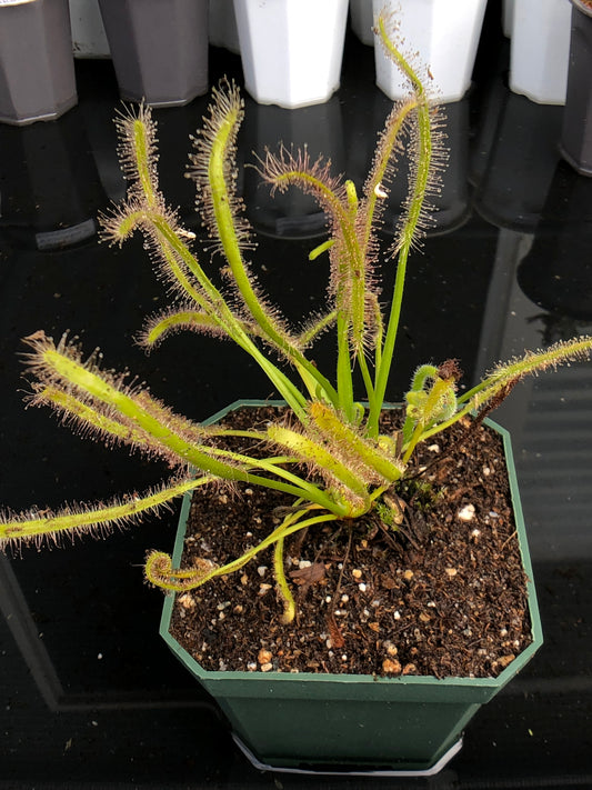 Drosera Capensis