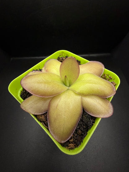 P. Gigantea x Laueana 'red'